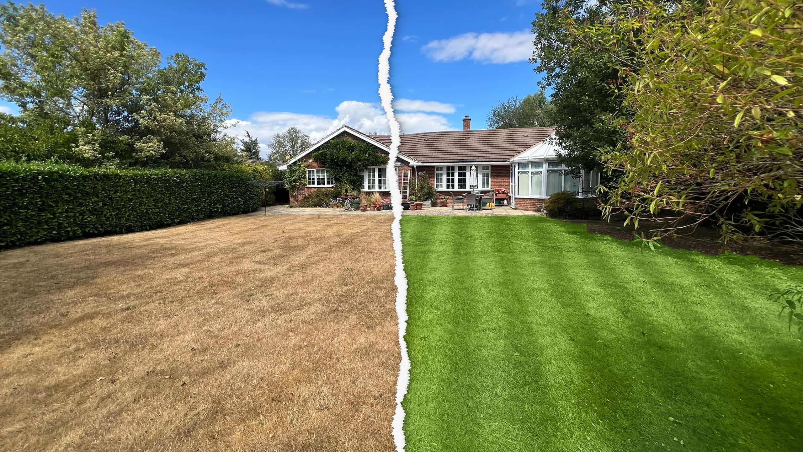 Before and after lawn drought recovery in Henley-on-Thames – brown, drought-damaged lawn beside the same lawn renovated green and striped