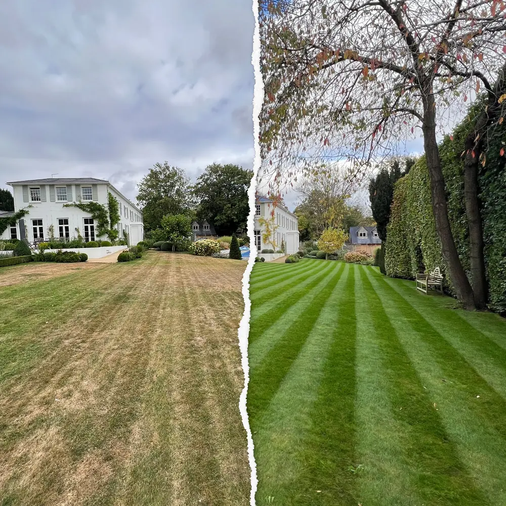 Before and after lawn renovation in Pangbourne – drought-damaged brown lawn beside the same garden's lawn restored green and striped